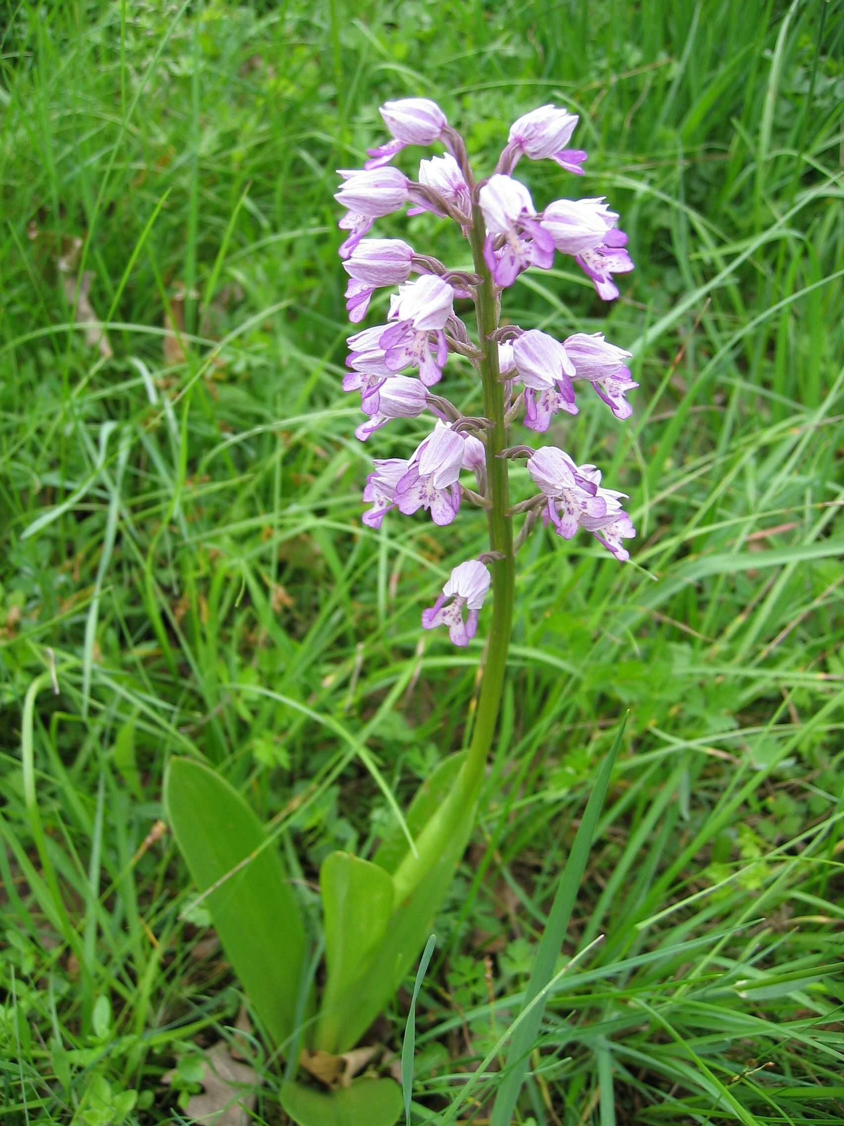 Image of Military orchid