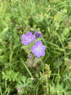 Sivun Phacelia hirsuta Nutt. kuva