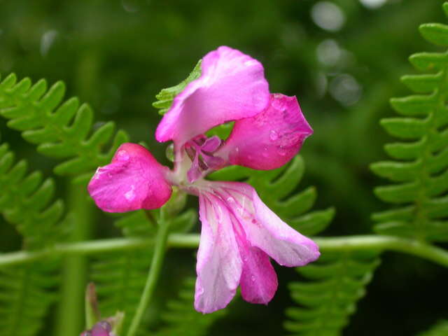 Image of Gladiolus illyricus W. D. J. Koch