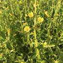 Image of Golden Hedge-Hyssop