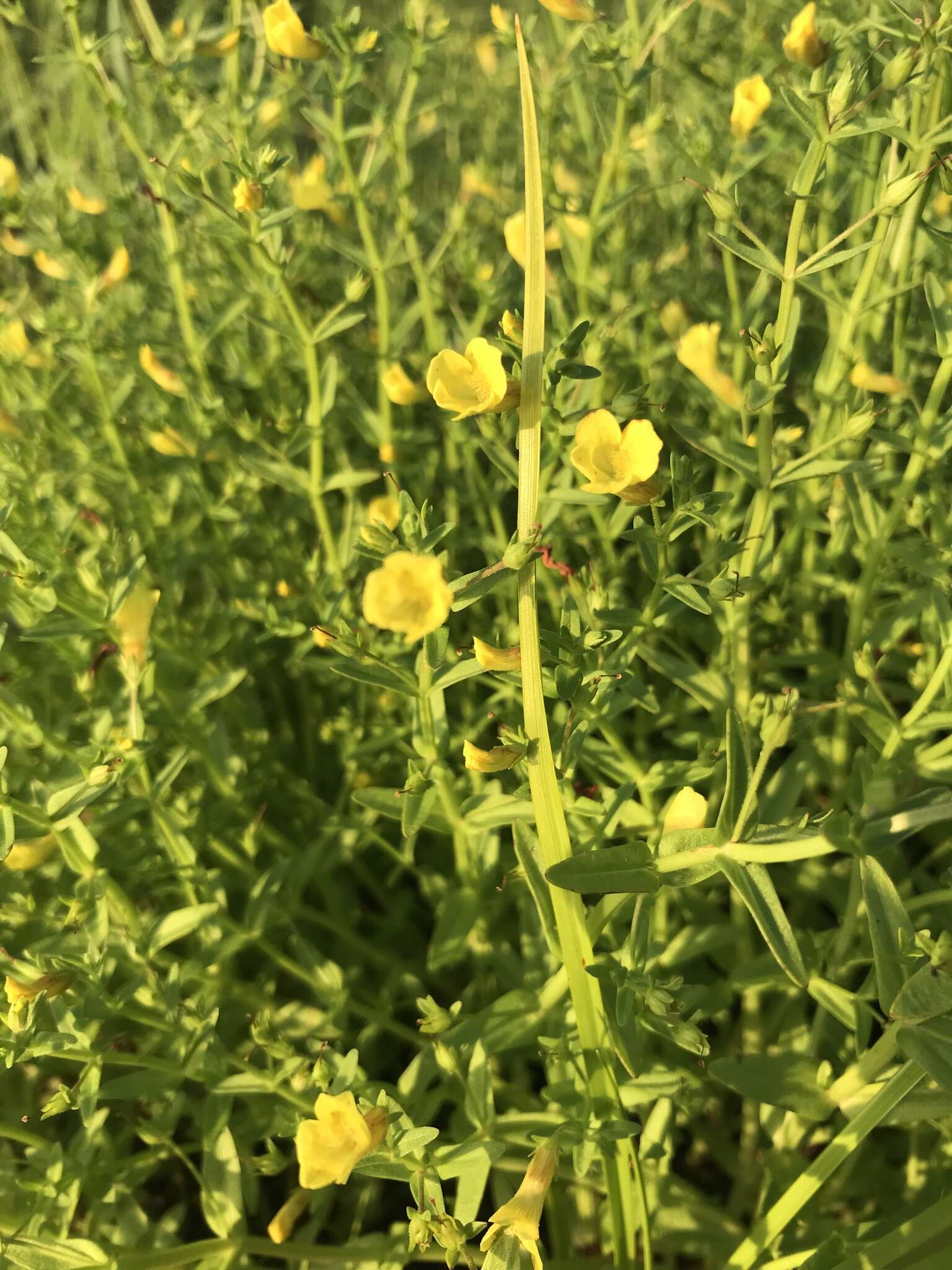 Image of Golden Hedge-Hyssop