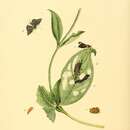 Imagem de Abaera flavicinctalis Sepp 1855