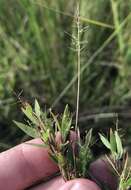 Image of Rough Rosette Grass