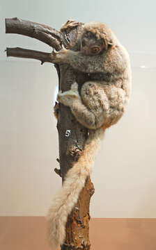 Image of sportive lemurs