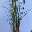 Image of white sedge