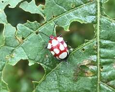 Stiretrus decemguttatus (Lepeletier & Serville 1828) resmi