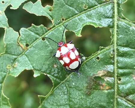 صورة Stiretrus decemguttatus (Lepeletier & Serville 1828)