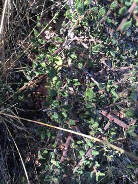 Image of Santa Barbara ceanothus