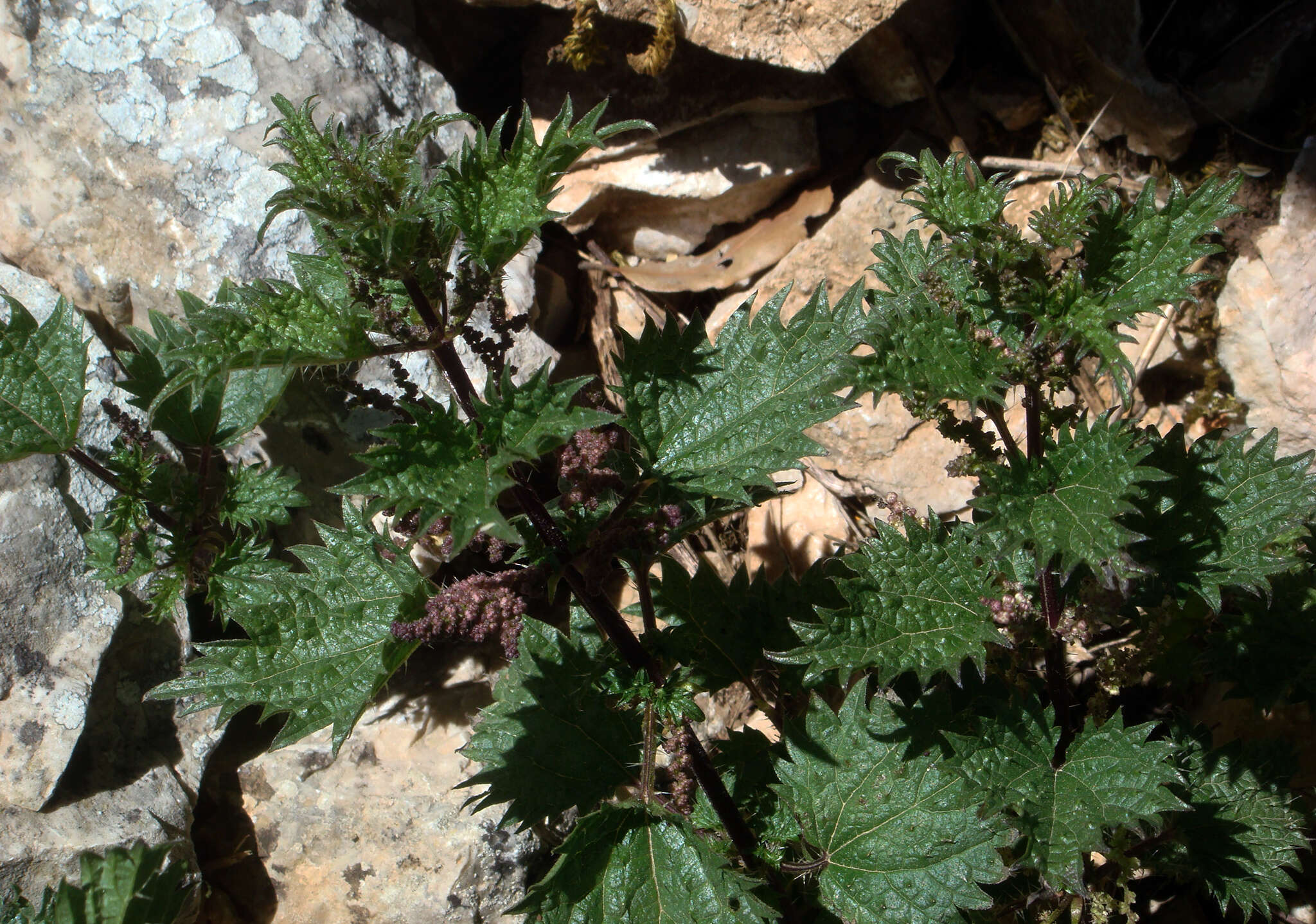 Image de Urtica atrovirens Req. ex Loisel.