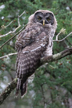 Image of Great Gray Owl