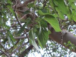 Celtis reticulata Boorsma 1907的圖片