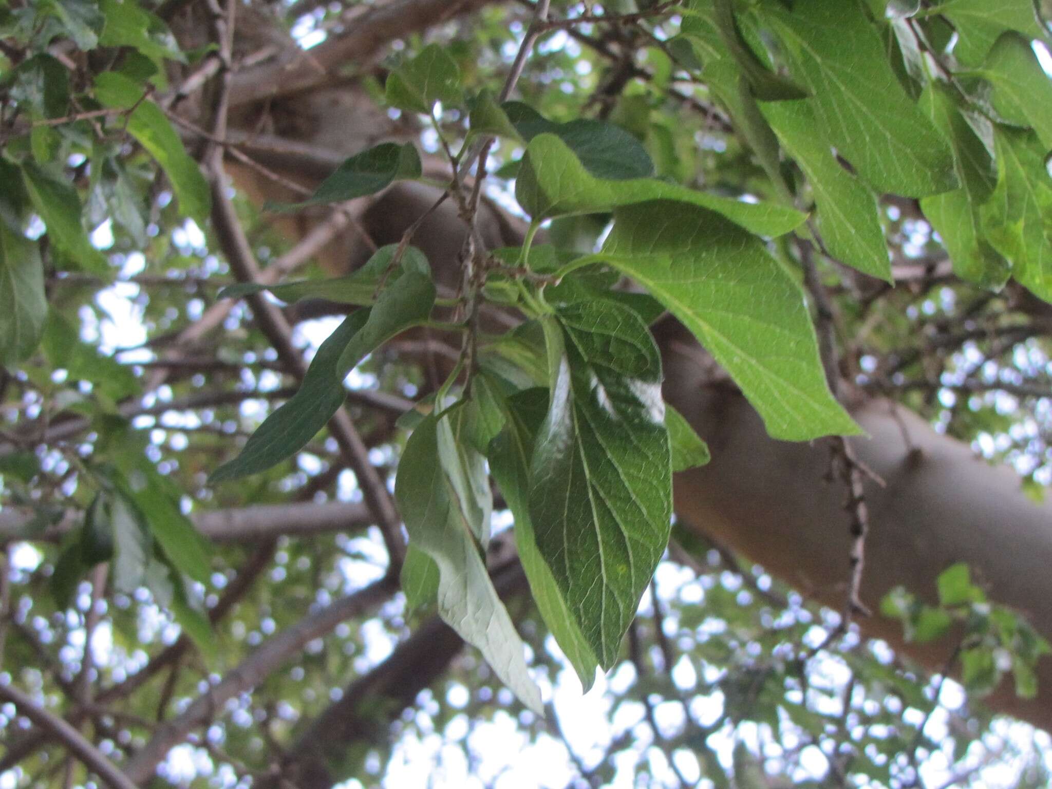 Celtis reticulata Boorsma 1907的圖片