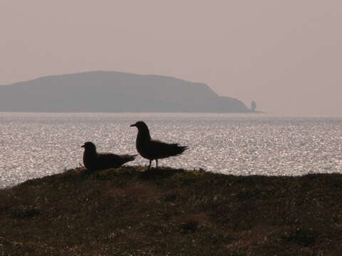 Image of Great Skua