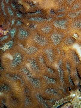 Image of lesser star coral