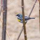 Image de Setophaga coronata coronata (Linnaeus 1766)