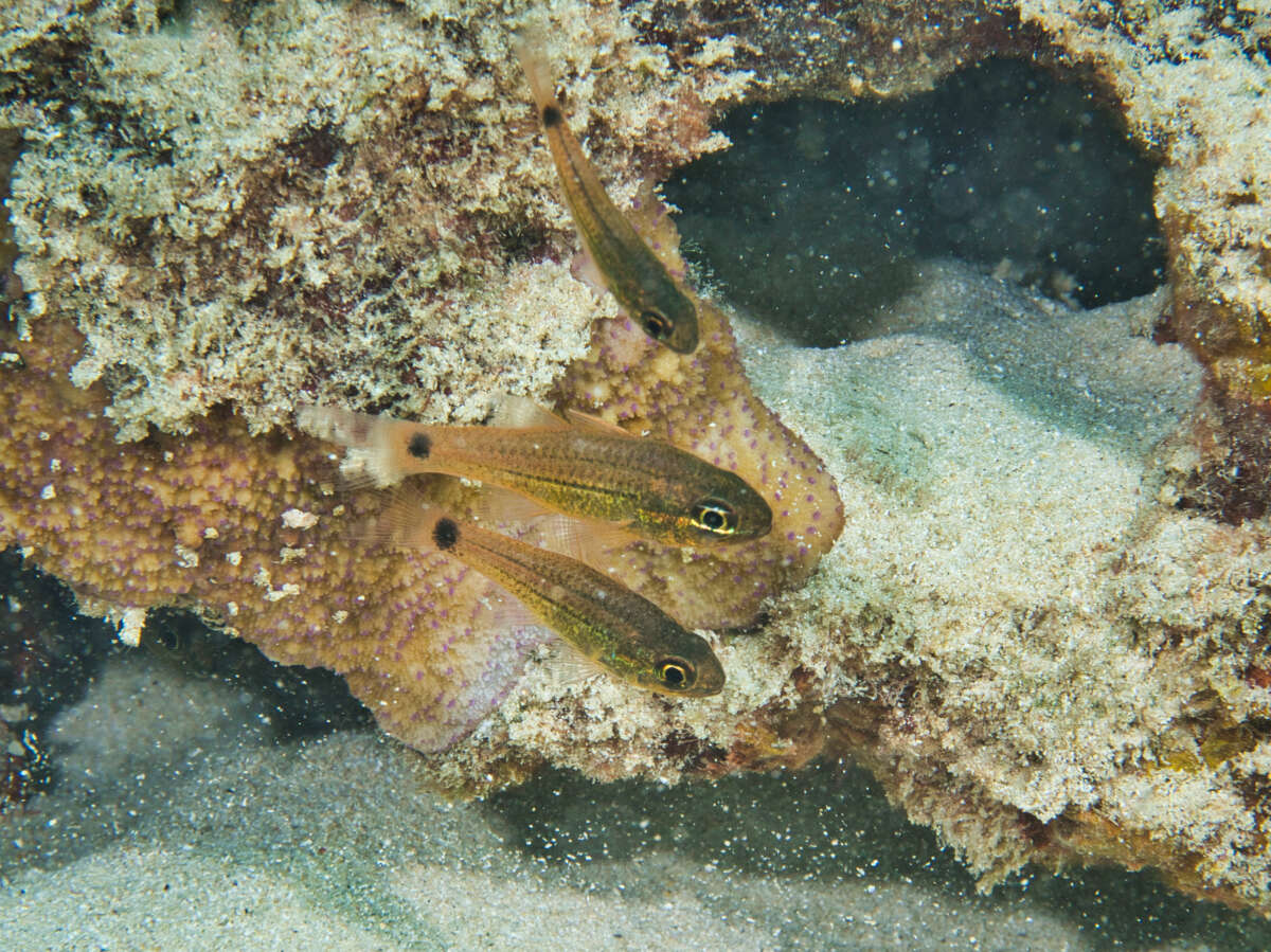 Image of Spotted cardinalfish