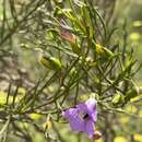 Eremophila drummondii F. Muell. resmi