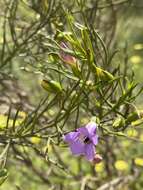 Image de Eremophila drummondii F. Muell.