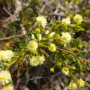 Image de Acacia aspera subsp. parviceps N. G. Walsh