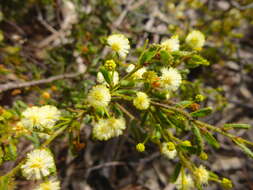 Imagem de Acacia aspera subsp. parviceps N. G. Walsh