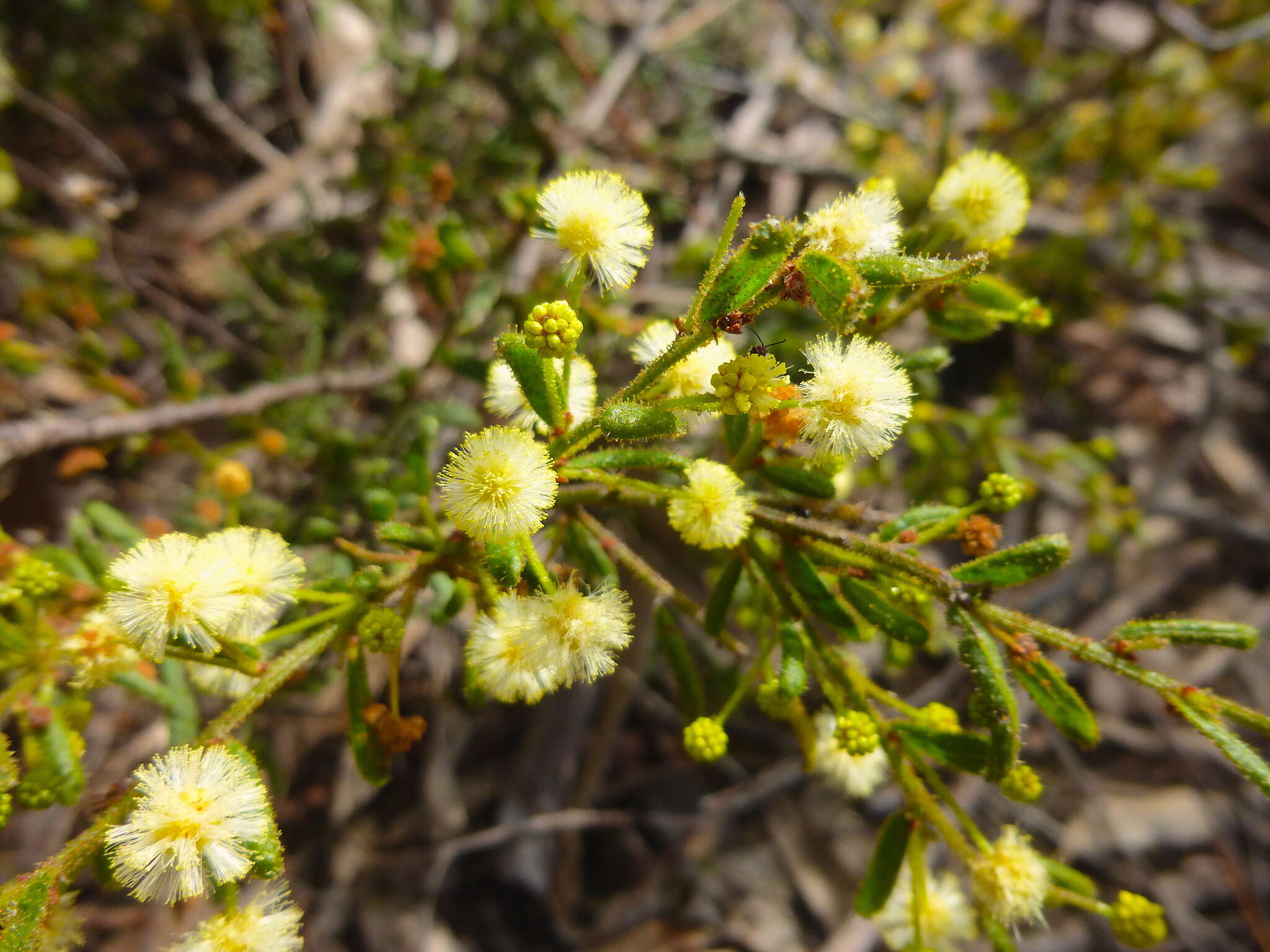 Image of Acacia aspera subsp. parviceps N. G. Walsh