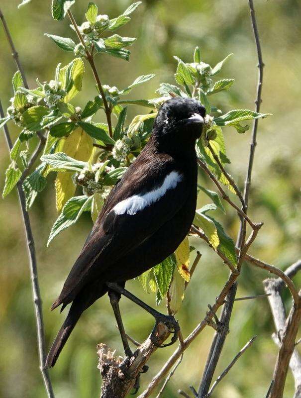 Image of Sooty Chat