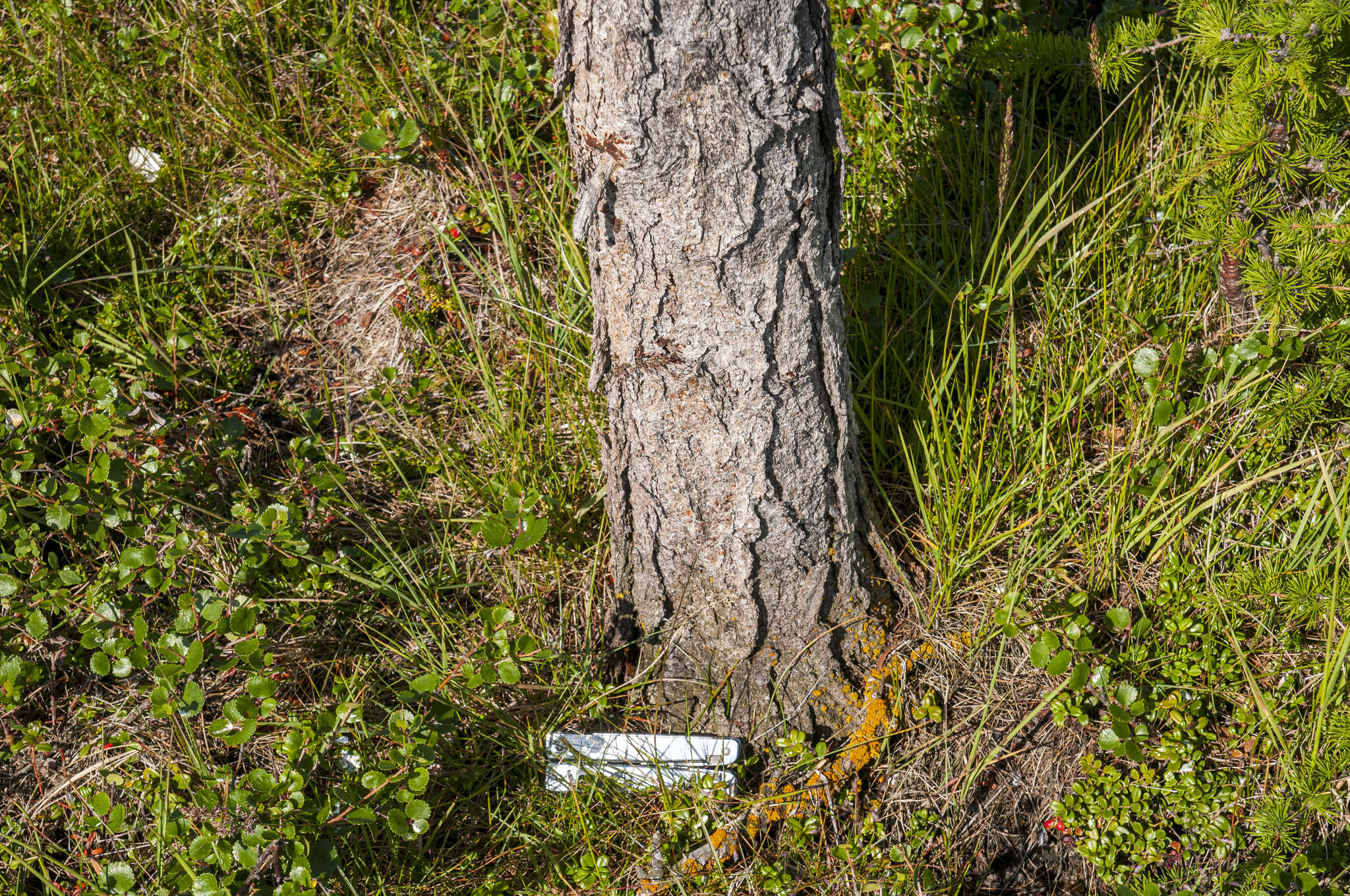 Image of Larix gmelinii var. gmelinii