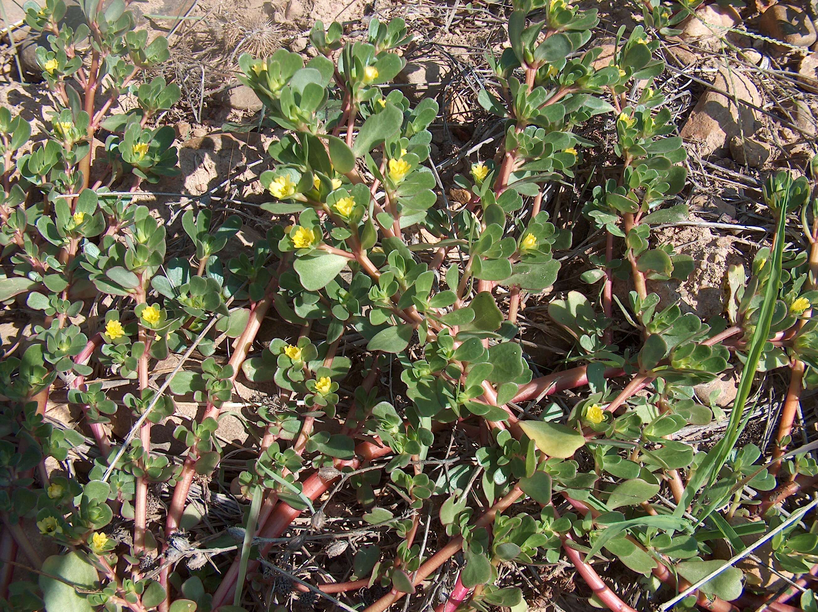 Image of common purslane