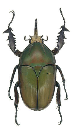 Image of Mecynorhina