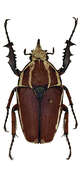 Image of Mecynorhina