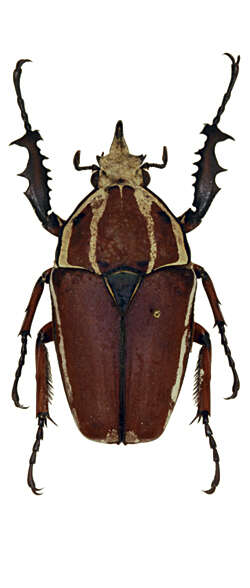 Image of Mecynorhina