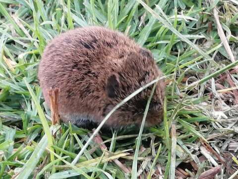 Image of Mexican vole
