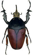 Image of Mecynorhina