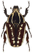 Image of Mecynorhina