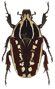 Image of Mecynorhina