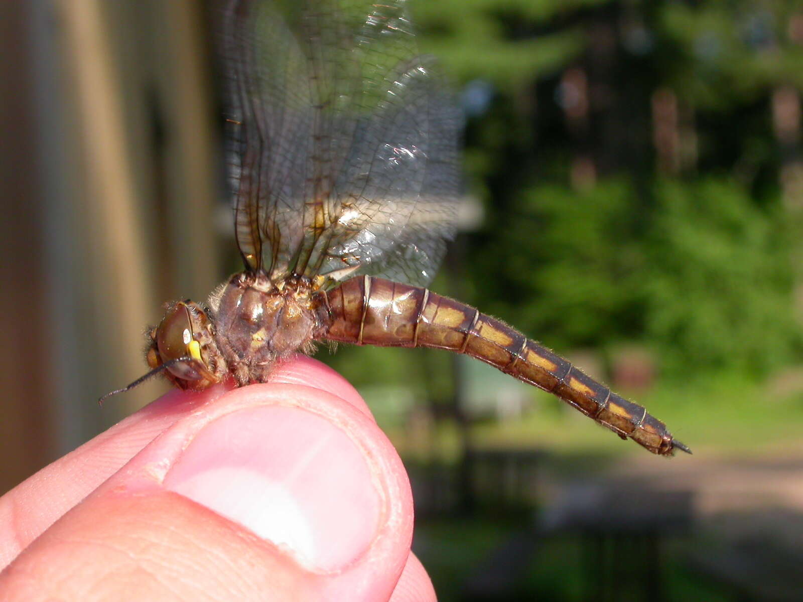 Image of Broad-tailed Shadowdragon