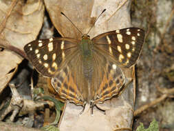 Image of Tailed Punch