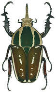 Image of Mecynorhina