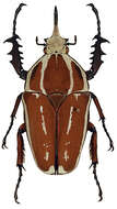 Image of Mecynorhina