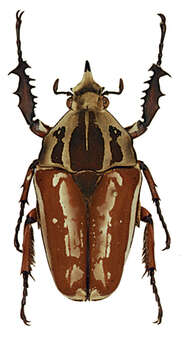 Image of Mecynorhina