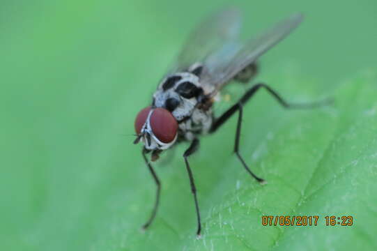 Image of Anthomyia procellaris Rondani 1866