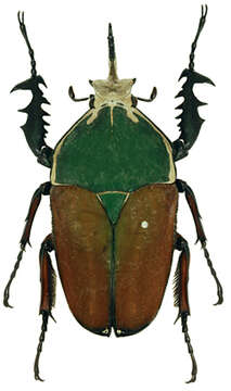 Image of Mecynorhina