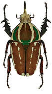 Image of Mecynorhina