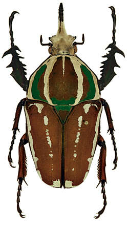 Image of Mecynorhina