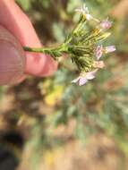 Image of coastal gilia