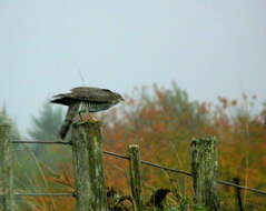 Image of Eurasian Sparrowhawk