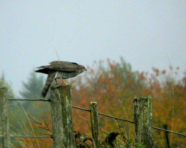 Image of Eurasian Sparrowhawk