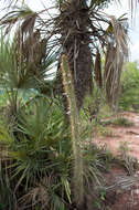 Imagem de Cleistocactus tominensis subsp. micropetalus (F. Ritter) Mottram