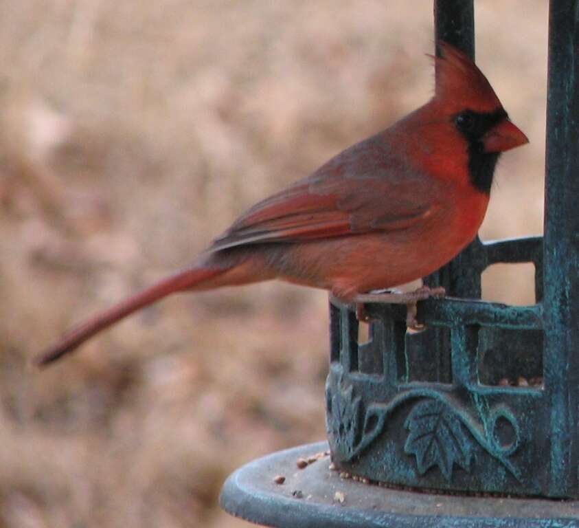 Image of Cardinalis Bonaparte 1838