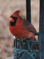 Image of Cardinalis Bonaparte 1838